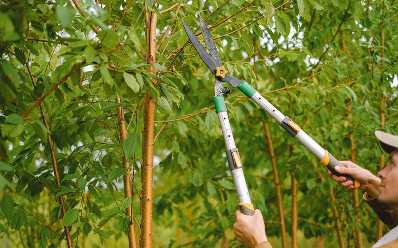 Tree trimming in Brimfield, IL