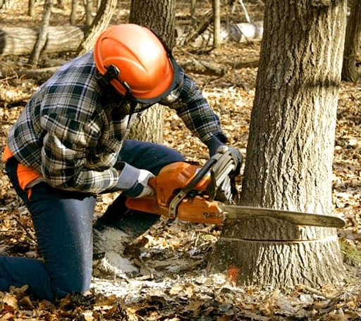 Tree Removal in Brimfield, IL